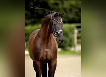 Westphalian, Mare, 7 years, 16,2 hh, Black