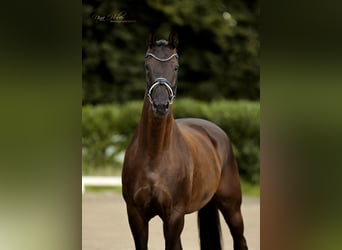 Westphalian, Mare, 7 years, 16,2 hh, Black