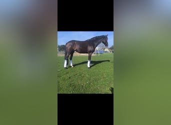 Westphalian, Mare, 7 years, 16,2 hh, Brown