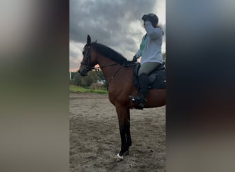 Westphalian, Mare, 7 years, 16,2 hh, Brown-Light