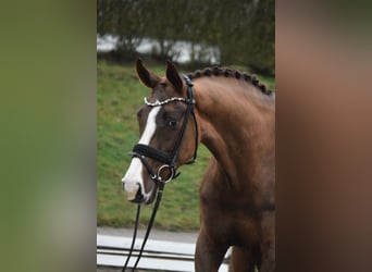 Westphalian, Mare, 7 years, 16,2 hh, Chestnut