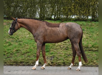 Westphalian, Mare, 7 years, 16,2 hh, Chestnut