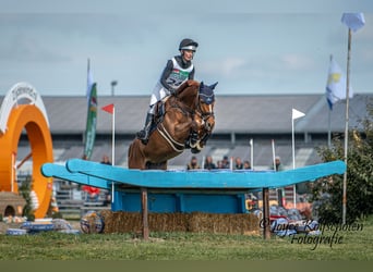 Westphalian, Mare, 7 years, 16,2 hh, Chestnut-Red