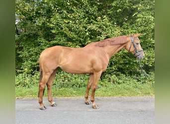 Westphalian, Mare, 7 years, 16,2 hh, Chestnut-Red
