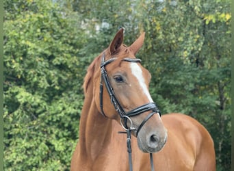 Westphalian, Mare, 7 years, 16,2 hh, Chestnut-Red