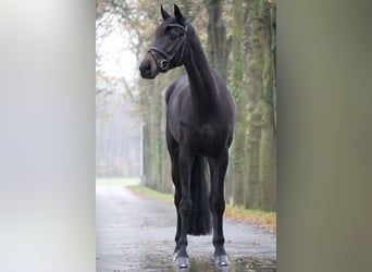 Westphalian, Mare, 7 years, 16,3 hh, Smoky-Black