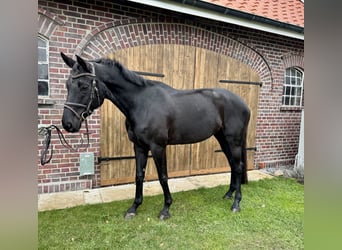 Westphalian, Mare, 7 years, 17,1 hh, Black