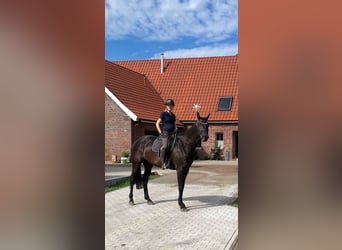 Westphalian, Mare, 7 years, 17,1 hh, Black