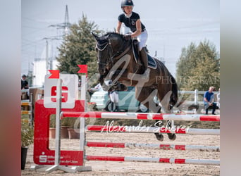 Westphalian, Mare, 7 years, 17,1 hh, Black