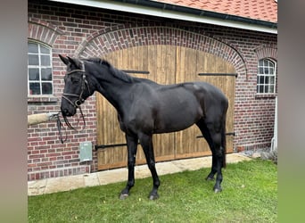 Westphalian, Mare, 7 years, 17,1 hh, Black