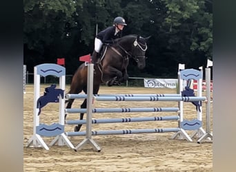 Westphalian, Mare, 7 years, 17,1 hh, Black