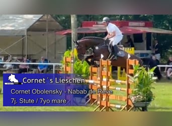Westphalian, Mare, 7 years, 17.2 hh, Bay-Dark