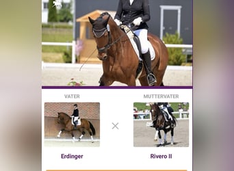 Westphalian, Mare, 7 years, 17 hh, Brown