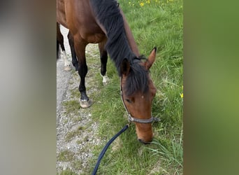 Westphalian, Mare, 7 years, 17 hh, Brown