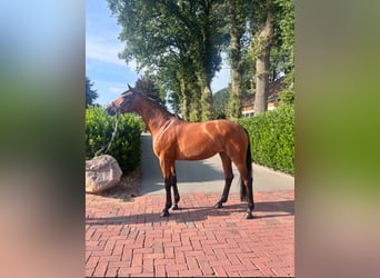 Westphalian, Mare, 7 years, 17 hh, Brown