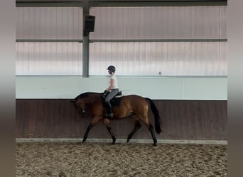 Westphalian, Mare, 7 years, 17 hh, Brown