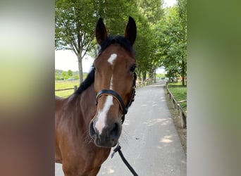 Westphalian, Mare, 7 years, 17 hh, Brown