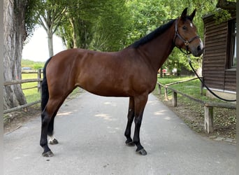 Westphalian, Mare, 7 years, 17 hh, Brown