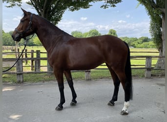 Westphalian, Mare, 7 years, 17 hh, Brown