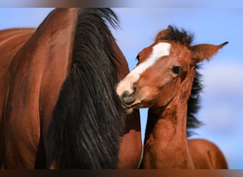 Westphalian, Mare, 7 years, 17 hh, Brown