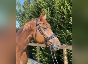 Westphalian, Mare, 7 years, 17 hh, Chestnut