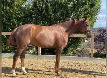 Westphalian, Mare, 7 years, 17 hh, Chestnut