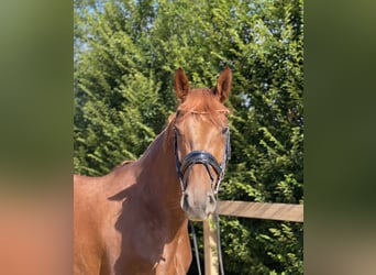 Westphalian, Mare, 7 years, 17 hh, Chestnut