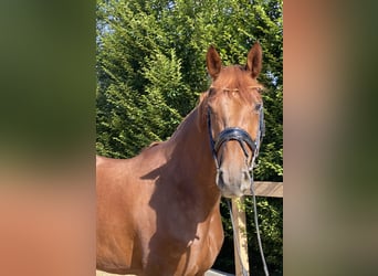 Westphalian, Mare, 7 years, 17 hh, Chestnut