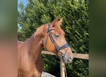 Westphalian, Mare, 7 years, 17 hh, Chestnut