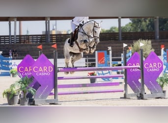 Westphalian, Mare, 7 years, 17 hh, Grey