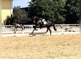 Westphalian, Mare, 7 years, 17,1 hh, Bay-Dark