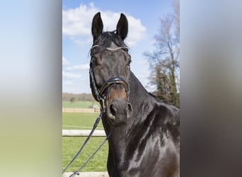 Westphalian, Mare, 7 years, Bay-Dark
