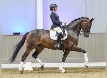 Westphalian, Mare, 7 years, Brown