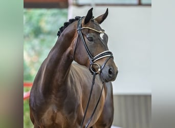 Westphalian, Mare, 7 years, Brown