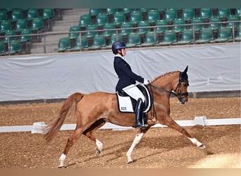 Westphalian, Mare, 8 years, 14,1 hh, Dun