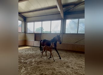 Westphalian, Mare, 8 years, 14.3 hh, Brown
