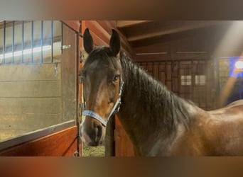 Westphalian, Mare, 8 years, 15.1 hh, Bay