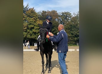 Westphalian, Mare, 8 years, 15,2 hh, Black