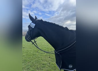 Westphalian, Mare, 8 years, 15,2 hh, Black