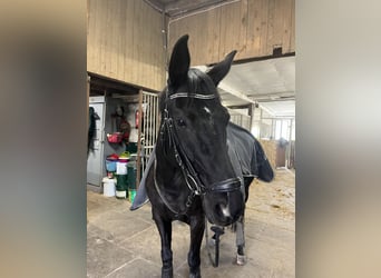 Westphalian, Mare, 8 years, 15,2 hh, Black