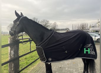 Westphalian, Mare, 8 years, 15,2 hh, Black