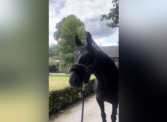 Westphalian, Mare, 8 years, 15,2 hh, Black