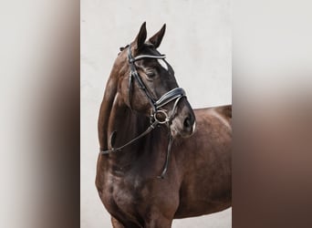 Westphalian, Mare, 8 years, 16,1 hh, Black