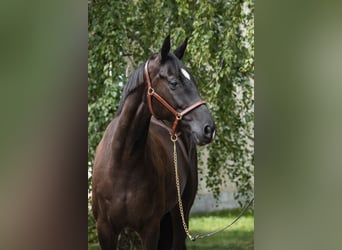 Westfale, Stute, 8 Jahre, 16,1 hh, Rappe