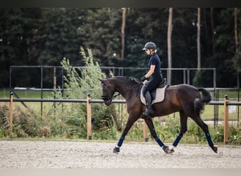 Westphalian, Mare, 8 years, 16,1 hh, Black