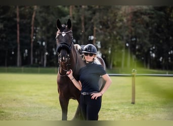 Westphalian, Mare, 8 years, 16,1 hh, Black