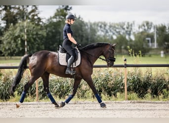 Westphalian, Mare, 8 years, 16,1 hh, Black