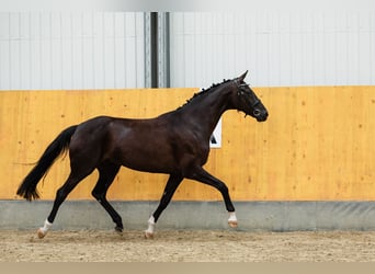 Westphalian, Mare, 8 years, 16,1 hh, Black