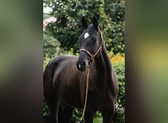 Westphalian, Mare, 8 years, 16,1 hh, Black