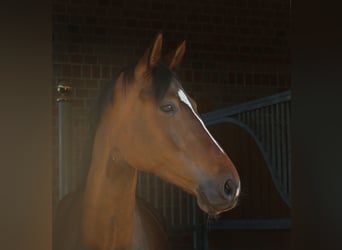 Westphalian, Mare, 8 years, 16.1 hh, Brown